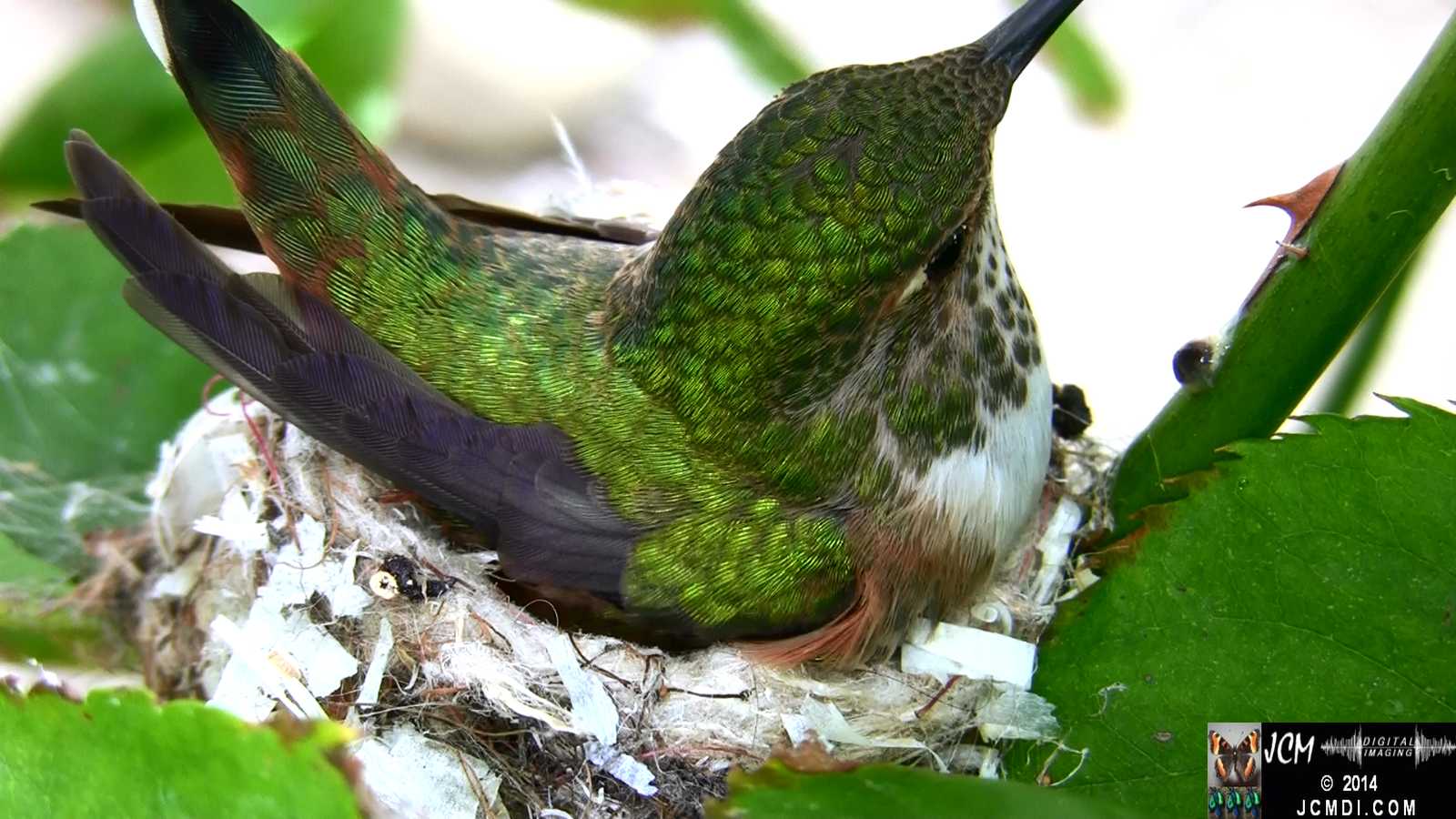 Allens Hummingbird hen in nest super close up 1